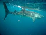 Djibouti - Whale Shark in Djibouti - 17